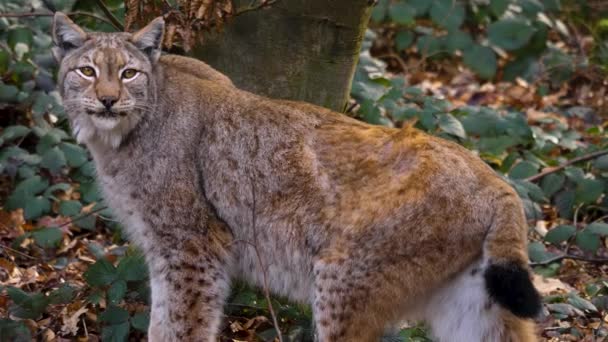 Sluiten Van Lynx Een Zonnige Herfstdag Het Bos — Stockvideo