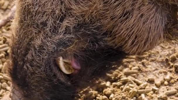 Fechar Cabeça Porco Javali Selvagem — Vídeo de Stock