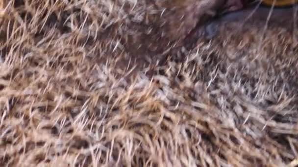 Close Wild Boar Pig Head Eye — Stock Video