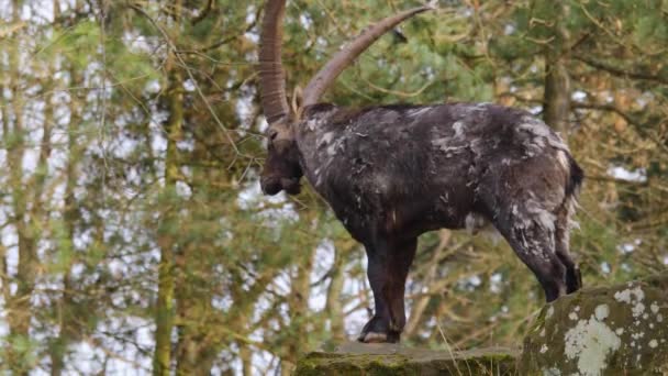 Dekat Alpine Ibex Melompat Batu Pada Hari Yang Cerah Musim — Stok Video