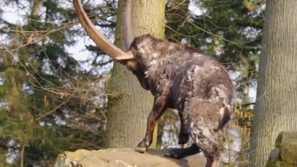 Närbild Alpin Ibex Hoppar Upp Sten Solig Dag Hösten — Stockvideo