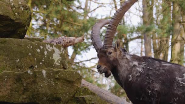 Dekat Alpine Ibex Melompat Batu Pada Hari Yang Cerah Musim — Stok Video