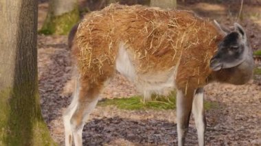 Sonbaharın güneşli bir gününde Guanaco 'yu kapatın.