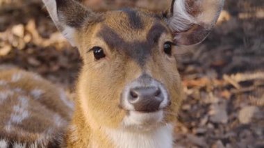 Sonbaharın güneşli bir gününde Eksen geyiğine yakın.