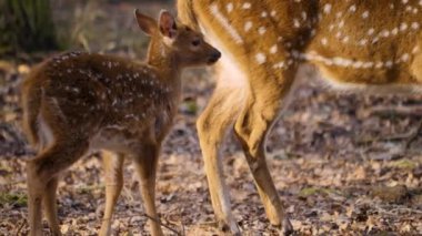 Sonbaharda güneşli bir günde annesinin arkasındaki genç Eksen geyiğine yaklaş.