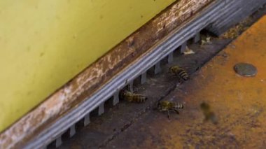 Kışın güneşli bir günde kovana uçan arılar