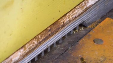 Kışın güneşli bir günde kovana uçan arılar