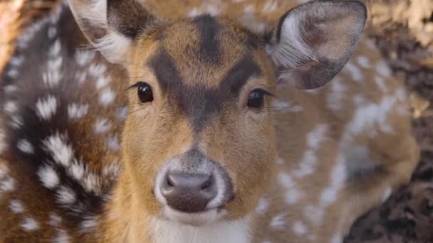 秋の晴れた日に軸鹿の閉鎖 — ストック動画