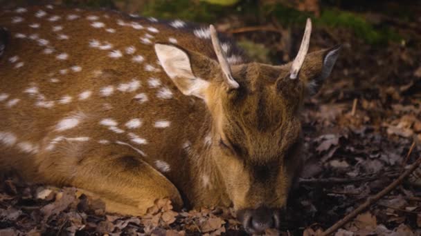 Gros Plan Sur Axe Cerf Par Une Journée Ensoleillée Automne — Video