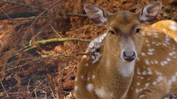 가을의 사슴을 가까이 구경하는 — 비디오