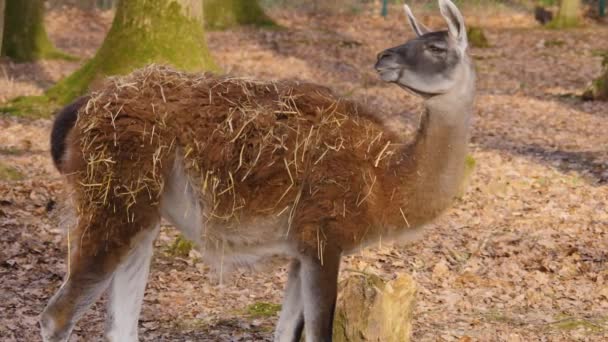 Close Van Guanaco Een Zonnige Dag Herfst — Stockvideo