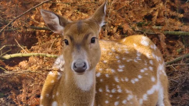 Gros plan sur l'axe cerf par une journée ensoleillée en automne