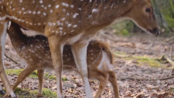 Primo Piano Giovani Cervi Asse Bere Dalla Mamma Spingere Forte — Video Stock