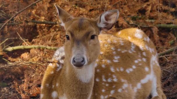 Close Cervos Eixo Olhando Para Direita Para Câmera Com Inclinação — Vídeo de Stock
