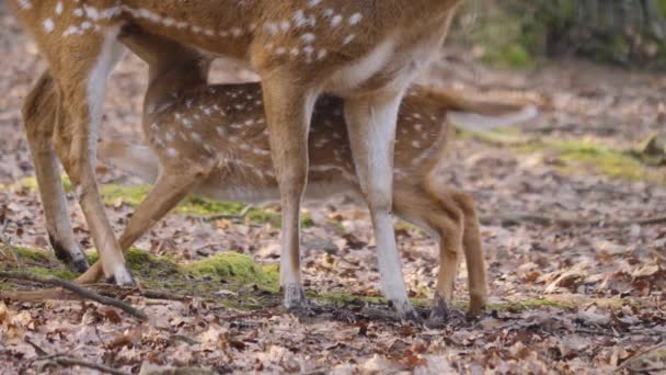 Primo Piano Giovani Cervi Asse Dietro Mamma Una Giornata Sole — Video Stock