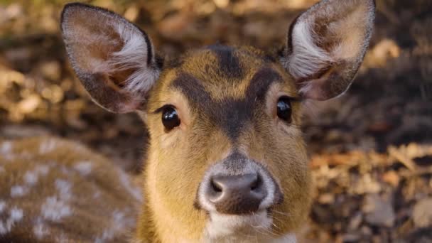 Gros plan sur l'axe cerf par une journée ensoleillée en automne