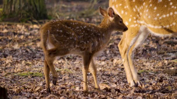 Cierre Ciervos Eje Joven Detrás Madre Día Soleado Otoño — Vídeos de Stock