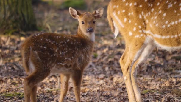 Gros plan du jeune cerf axe derrière sa mère par une journée ensoleillée en automne