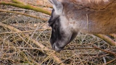 Güz aylarında güneşli bir günde yemek yiyen guanaco kafalarını kapatın.
