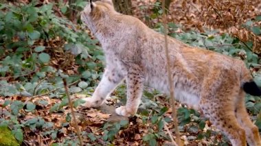 Güneşli bir sonbahar gününde ormanda vaşak kapanır.