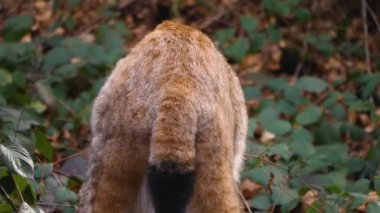 Güneşli bir sonbahar gününde ormanda vaşak kapanır.