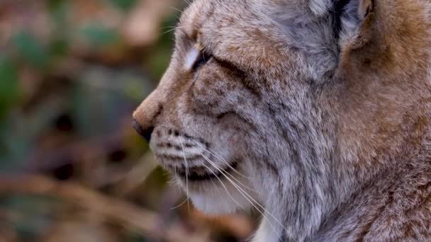 Gros plan du lynx par une journée ensoleillée en automne dans les bois