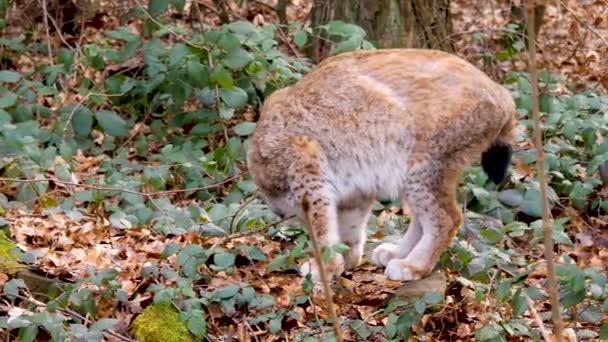 Close Lynx Sunny Day Autumn Woods — Stock video