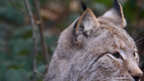 Sluiten Van Lynx Een Zonnige Herfstdag Het Bos — Stockvideo