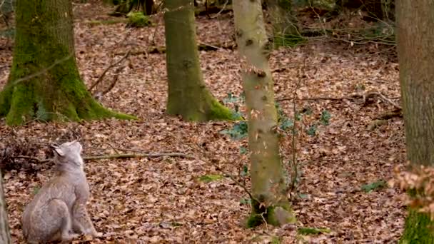 가을의 숲에서 스라소니를 클로즈업하는 — 비디오
