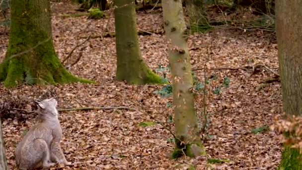 Närbild Lodjur Solig Dag Hösten Skogen — Stockvideo