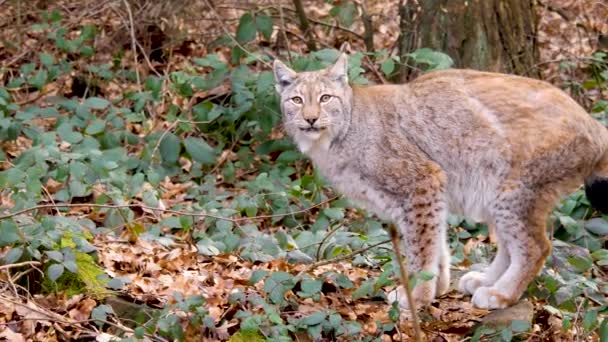 Close Lynx Sunny Day Autumn Woods — Stock video