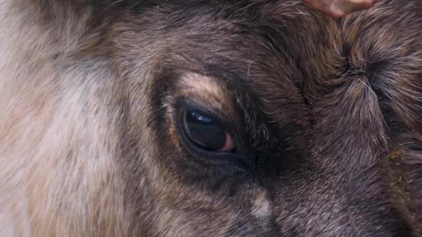 Gros Plan Reindeer Par Une Journée Ensoleillée Automne — Video