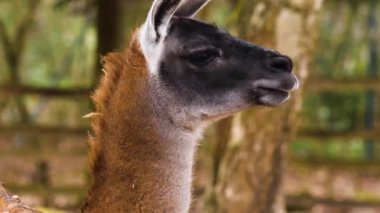 Sonbaharın güneşli bir gününde Guanaco 'nun başını yan taraftan kapat.