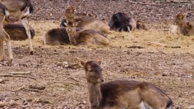 Sonbaharın güneşli bir gününde baraj geyiğine yakın
