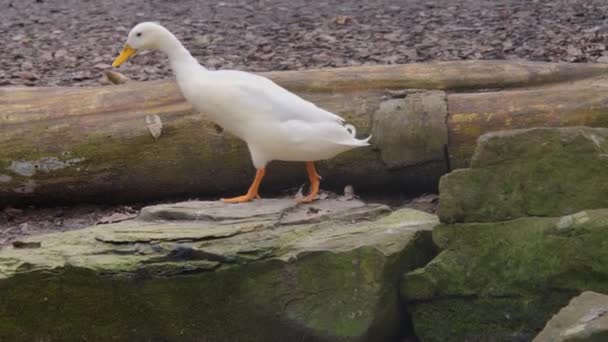 Nahaufnahme Einer Weißen Ente Die Neben Einem Teich Spaziert — Stockvideo