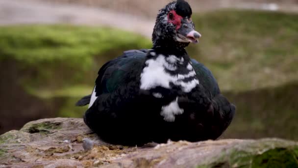 Nahaufnahme Einer Moskauer Ente Die Einem Sonnigen Herbsttag Auf Einem — Stockvideo