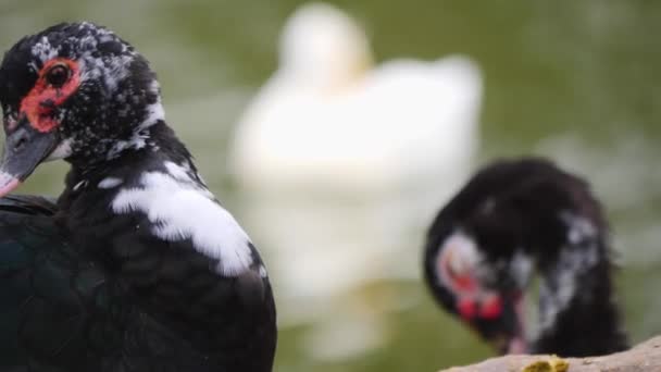 Nahaufnahme Von Zwei Moskauer Enten Die Einem Sonnigen Herbsttag Auf — Stockvideo
