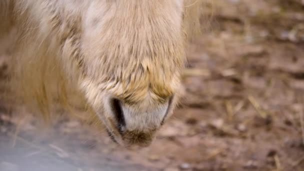 Nahaufnahme Eines Weißen Shetlandpony Einem Sonnigen Herbsttag — Stockvideo