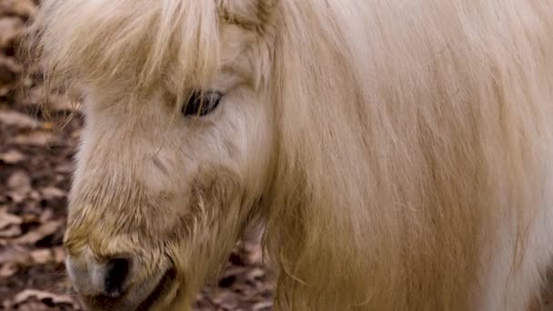 Close Van Een Witte Shetland Pony Een Zonnige Dag Herfst — Stockvideo