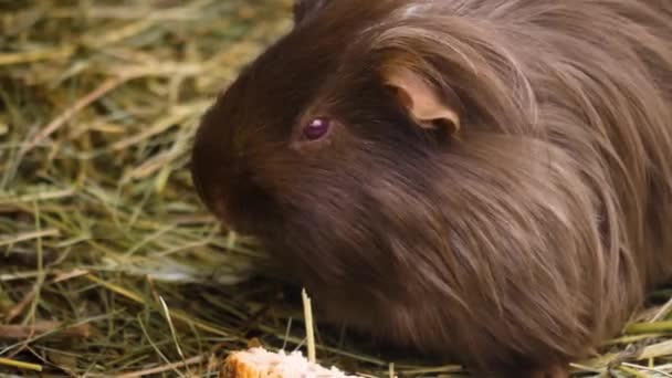 Großaufnahme Von Meerschweinchen Einem Sonnigen Herbsttag — Stockvideo