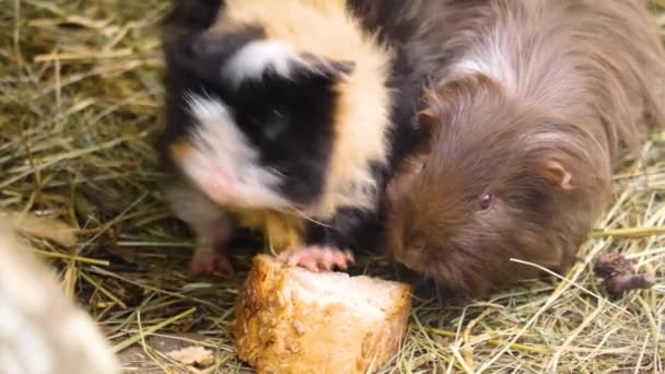 Close Guinea Pig Sunny Day Autumn — Stock video