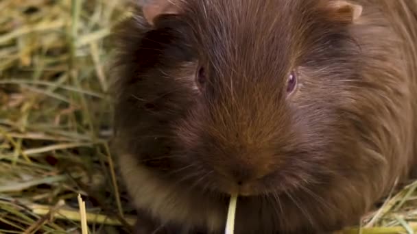 Großaufnahme Von Meerschweinchen Einem Sonnigen Herbsttag — Stockvideo