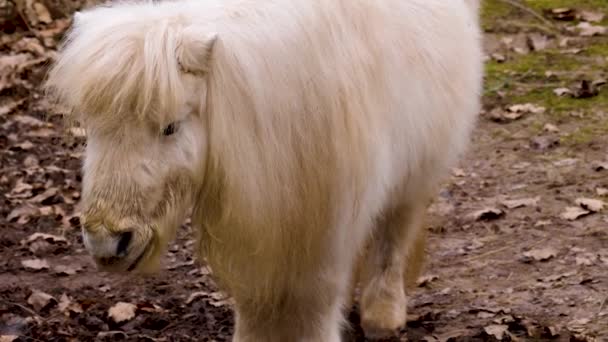 Nahaufnahme Eines Weißen Shetlandpony Einem Sonnigen Herbsttag — Stockvideo