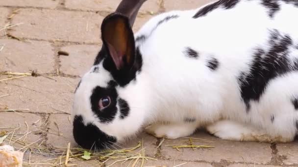 Ein Kaninchen Frisst Auf Dem Boden — Stockvideo
