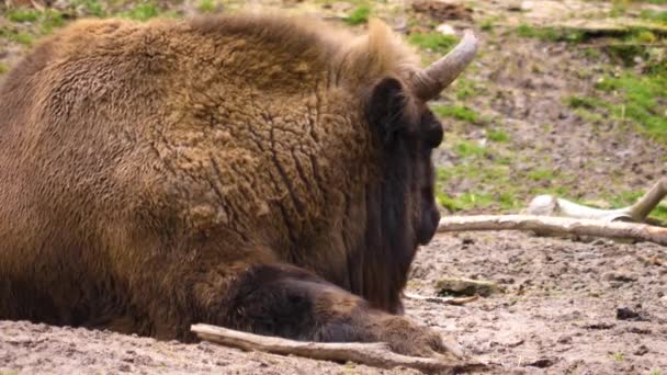 Close Bisonte Sentado Chão — Vídeo de Stock