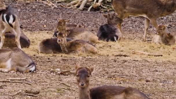 Acercamiento Unos Pocos Ciervos Hembra Dólar Descansando Bosque Con Pan — Vídeos de Stock