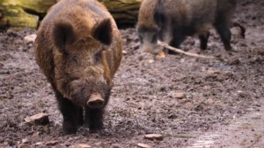 Yaban domuzu gibi etrafı kokla..