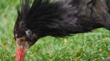 Yazın güneşli bir günde Kuzey Kel Ibis 'in başını kapatın..
