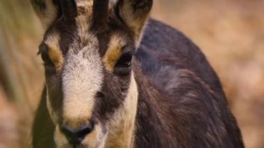 Kameraya bakan güderi kafanın yakınına..