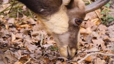 Bir ağaç dalını yiyen güveci kafasının yakınına. 